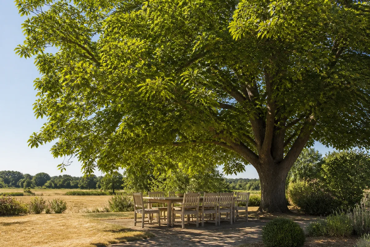 Arbre à croissance rapide : le choix vu par l'élagueur